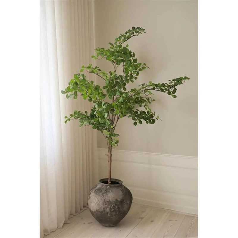 Tropical Almond Træ Grøn