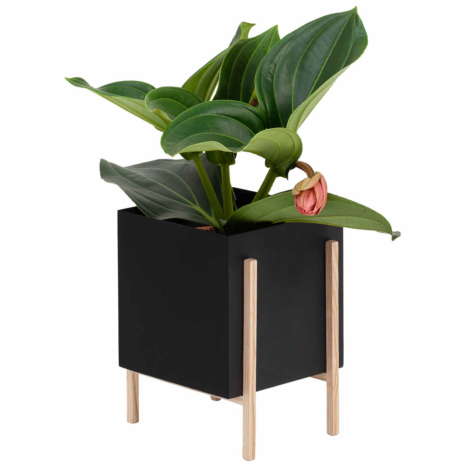 Design House Stockholm Botanic Krukke - Krukker Ask Sort - 2704-1081