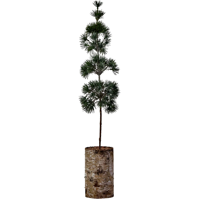 Pine Juletræ 60 cm, Grønt