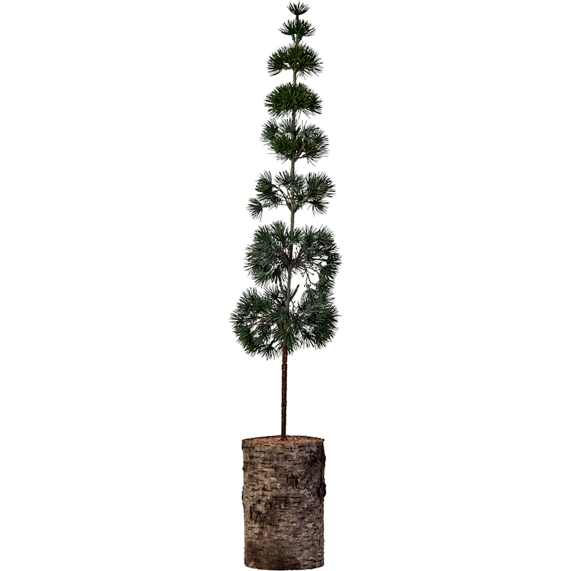 Pine Juletræ 80 cm, Grønt