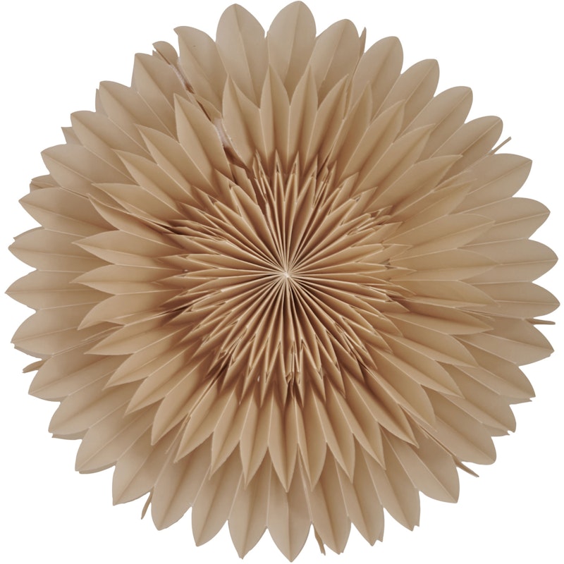 Lotus 44 Christmas Star, Beige